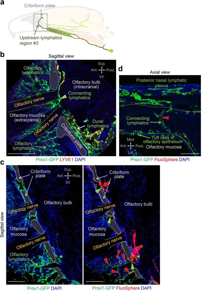 https://cdn.ncbi.nlm.nih.gov/pmc/blobs/19f5/10808075/a7b0d9c10bcf/41586_2023_6899_Fig13_ESM.jpg