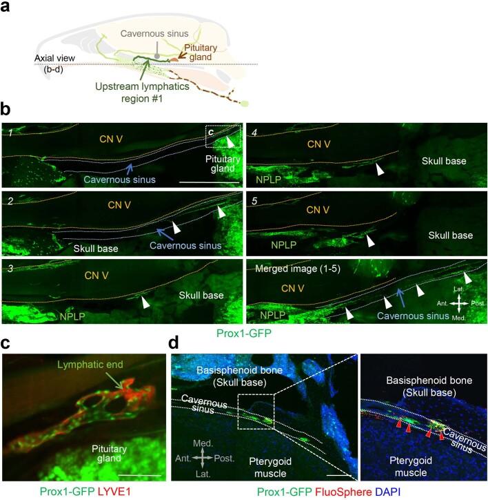 https://cdn.ncbi.nlm.nih.gov/pmc/blobs/19f5/10808075/b8b1fe903c96/41586_2023_6899_Fig11_ESM.jpg