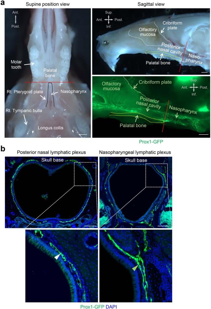 https://cdn.ncbi.nlm.nih.gov/pmc/blobs/19f5/10808075/e20b5550a5fd/41586_2023_6899_Fig8_ESM.jpg