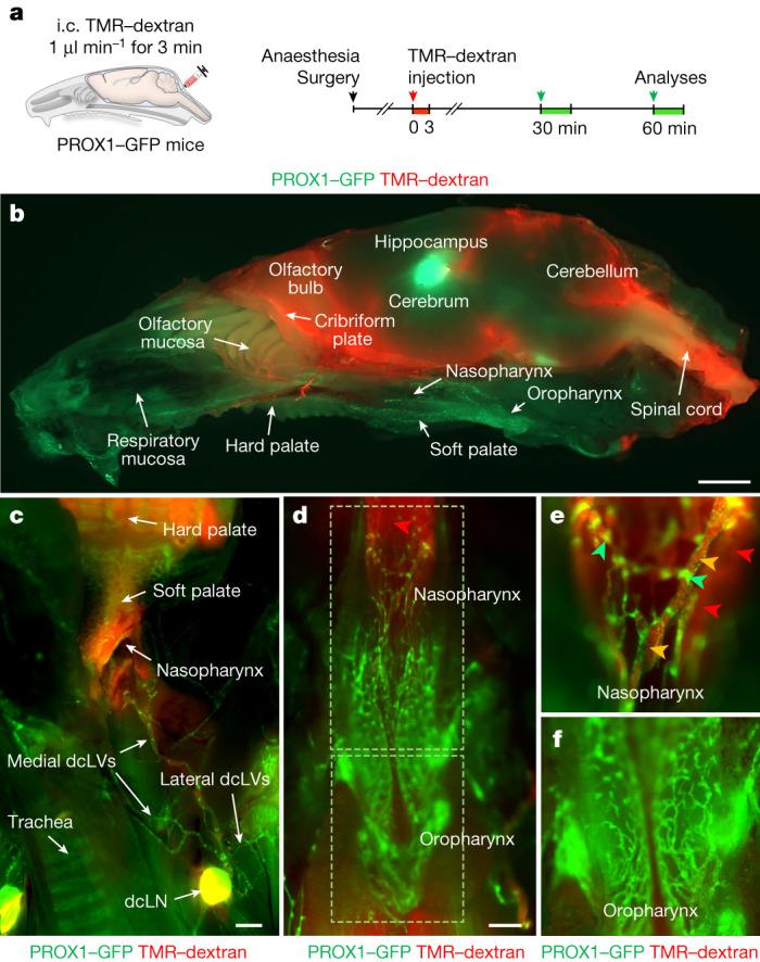 https://cdn.ncbi.nlm.nih.gov/pmc/blobs/19f5/10808075/f93fc04beae2/41586_2023_6899_Fig2_HTML.jpg