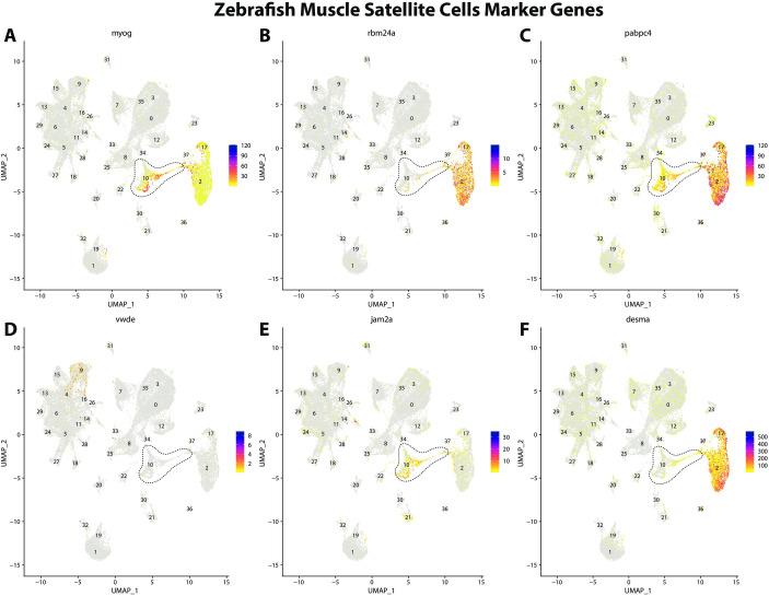 https://cdn.ncbi.nlm.nih.gov/pmc/blobs/19fb/11790252/2154c06282db/elife-97764-fig2-figsupp4.jpg
