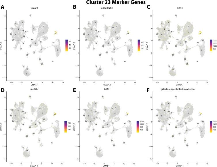 https://cdn.ncbi.nlm.nih.gov/pmc/blobs/19fb/11790252/47601cac8900/elife-97764-fig2-figsupp44.jpg