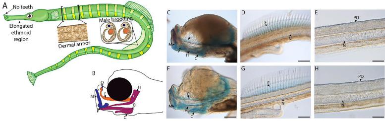 https://cdn.ncbi.nlm.nih.gov/pmc/blobs/19fb/11790252/740708e0ca9e/elife-97764-fig1.jpg