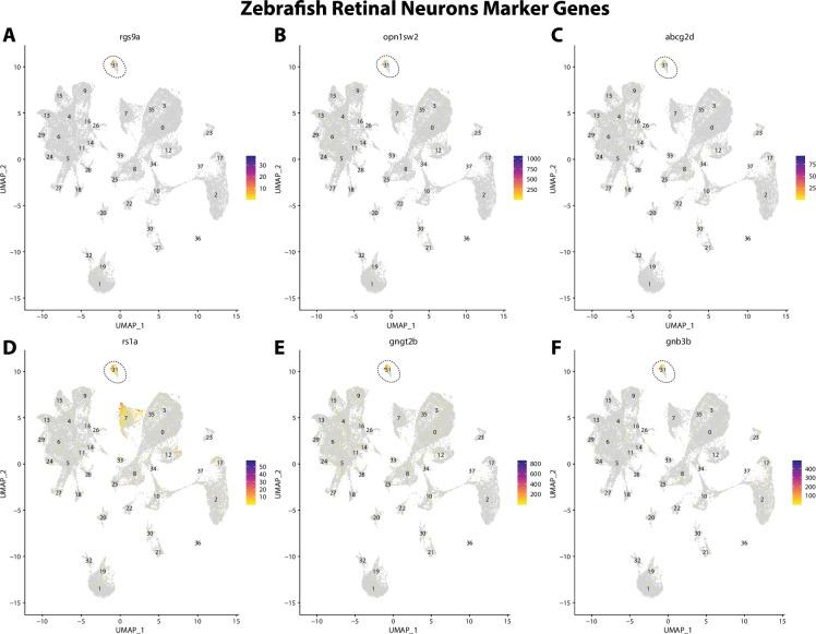 https://cdn.ncbi.nlm.nih.gov/pmc/blobs/19fb/11790252/bf6f415ff021/elife-97764-fig2-figsupp6.jpg