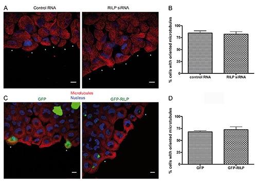 https://cdn.ncbi.nlm.nih.gov/pmc/blobs/19fb/5460375/469c73ac0a57/ejh-61-2-2783-g003.jpg