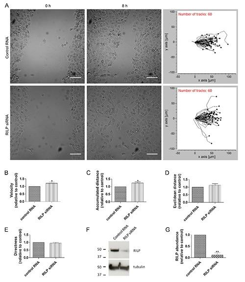 https://cdn.ncbi.nlm.nih.gov/pmc/blobs/19fb/5460375/a6cae2b08e5d/ejh-61-2-2783-g001.jpg