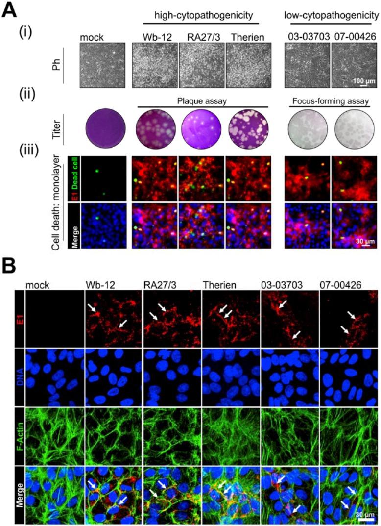 https://cdn.ncbi.nlm.nih.gov/pmc/blobs/19fe/6162683/14d605adae05/cells-07-00136-g001.jpg