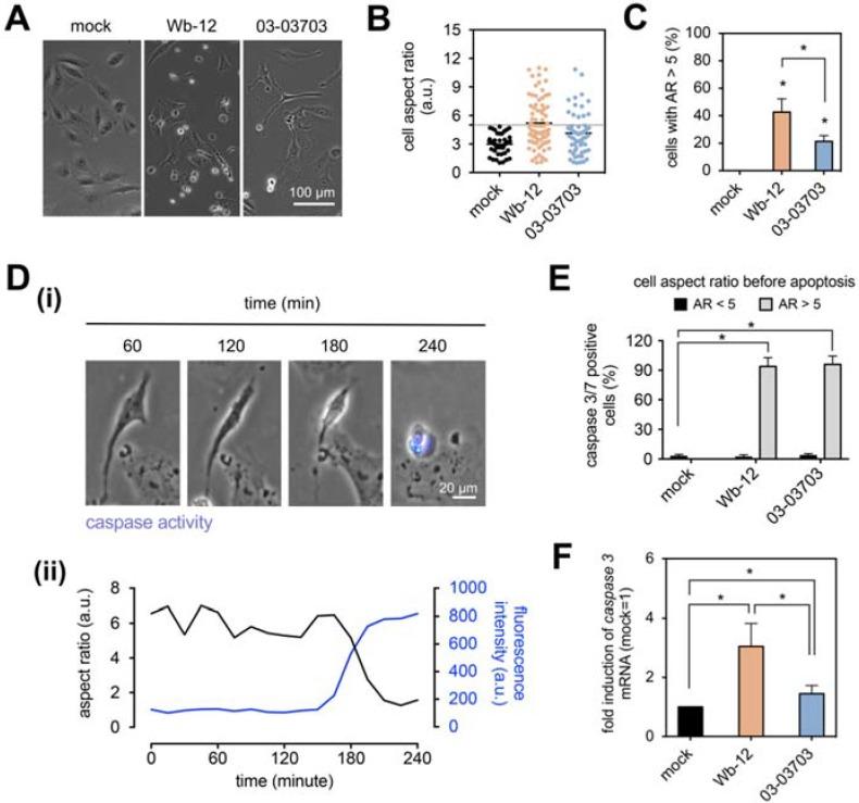 https://cdn.ncbi.nlm.nih.gov/pmc/blobs/19fe/6162683/86553c36460c/cells-07-00136-g005.jpg