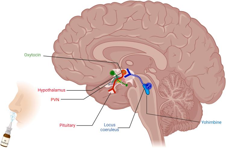 https://cdn.ncbi.nlm.nih.gov/pmc/blobs/19ff/11555595/0da229e61470/gr5.jpg