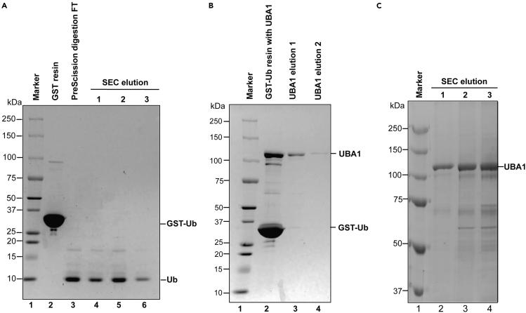 https://cdn.ncbi.nlm.nih.gov/pmc/blobs/1a01/11408276/e5616d6efd48/gr4.jpg