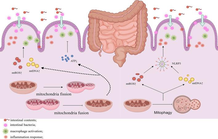 https://cdn.ncbi.nlm.nih.gov/pmc/blobs/1a01/11747708/af3403dd389a/fimmu-15-1506292-g003.jpg