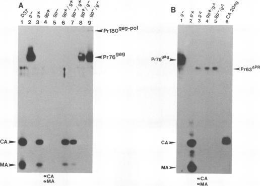 https://cdn.ncbi.nlm.nih.gov/pmc/blobs/1a01/250316/0e613c9f197c/jvirol00054-0583-a.jpg