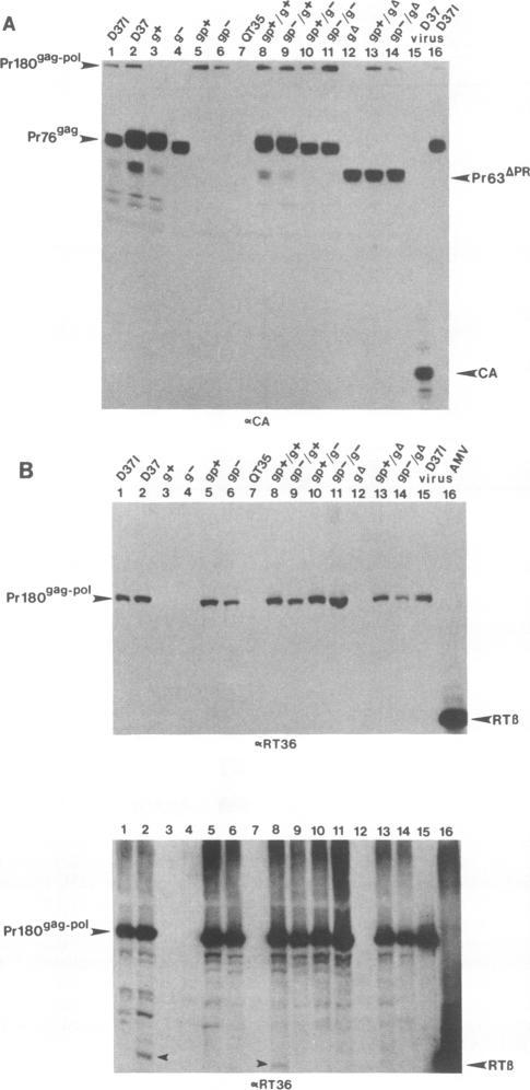 https://cdn.ncbi.nlm.nih.gov/pmc/blobs/1a01/250316/5ba86fbaeb1b/jvirol00054-0582-a.jpg
