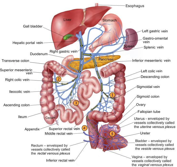 https://cdn.ncbi.nlm.nih.gov/pmc/blobs/1a01/7117656/e665eefece1d/pntd.0007951.g002.jpg