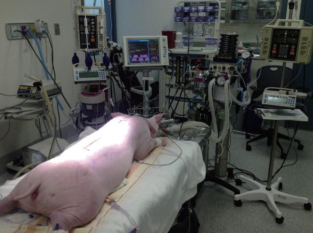 https://cdn.ncbi.nlm.nih.gov/pmc/blobs/1a08/6129752/95ab82959ed1/jkns-2017-0276f2.jpg