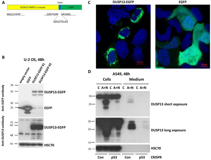 https://cdn.ncbi.nlm.nih.gov/pmc/blobs/1a0f/11274236/6c24596c567b/biomedicines-12-01449-g006.jpg
