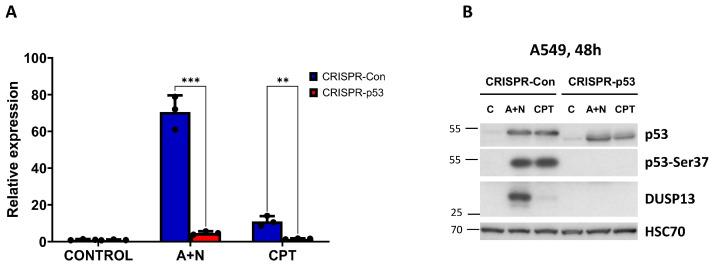 https://cdn.ncbi.nlm.nih.gov/pmc/blobs/1a0f/11274236/763c0f6e943f/biomedicines-12-01449-g003.jpg