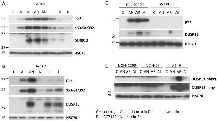 https://cdn.ncbi.nlm.nih.gov/pmc/blobs/1a0f/11274236/acdbffd6a49e/biomedicines-12-01449-g005.jpg