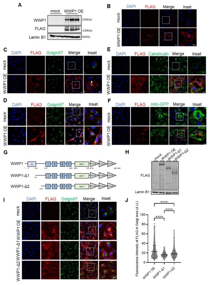 https://cdn.ncbi.nlm.nih.gov/pmc/blobs/1a10/11584891/e50d671b756c/41598_2024_79114_Fig1_HTML.jpg