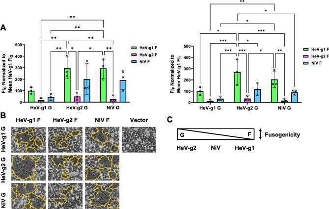 https://cdn.ncbi.nlm.nih.gov/pmc/blobs/1a12/11796360/d27ef2a19f01/mbio.03482-23.f004.jpg