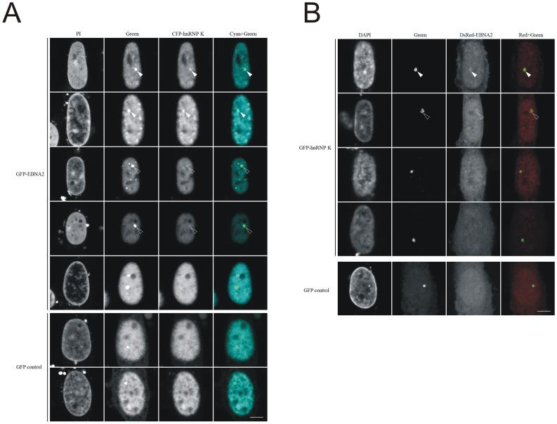 https://cdn.ncbi.nlm.nih.gov/pmc/blobs/1a13/3411732/3c4ec847f842/pone.0042106.g008.jpg