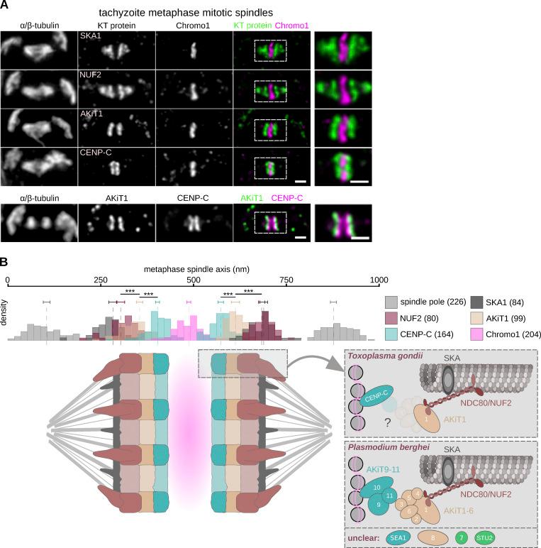 https://cdn.ncbi.nlm.nih.gov/pmc/blobs/1a15/9418836/923eecc3965c/JCB_202111084_Fig10.jpg