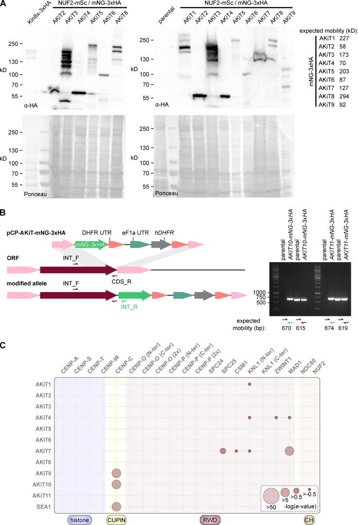 https://cdn.ncbi.nlm.nih.gov/pmc/blobs/1a15/9418836/f85a9292a76c/JCB_202111084_FigS6.jpg