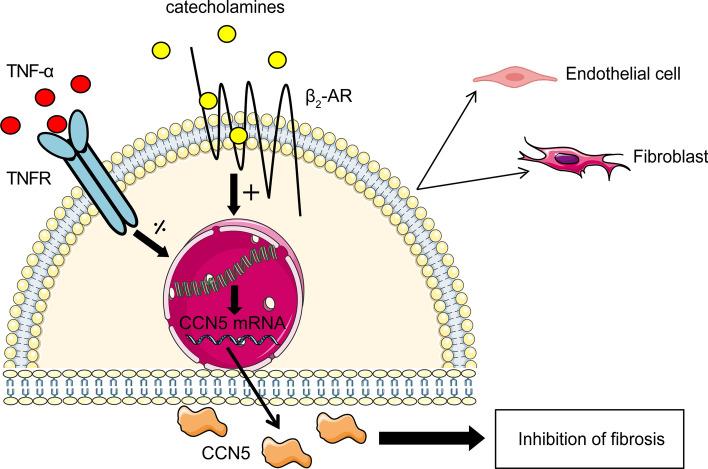 https://cdn.ncbi.nlm.nih.gov/pmc/blobs/1a16/9411331/5e99a29a6d81/12079_2021_659_Fig8_HTML.jpg