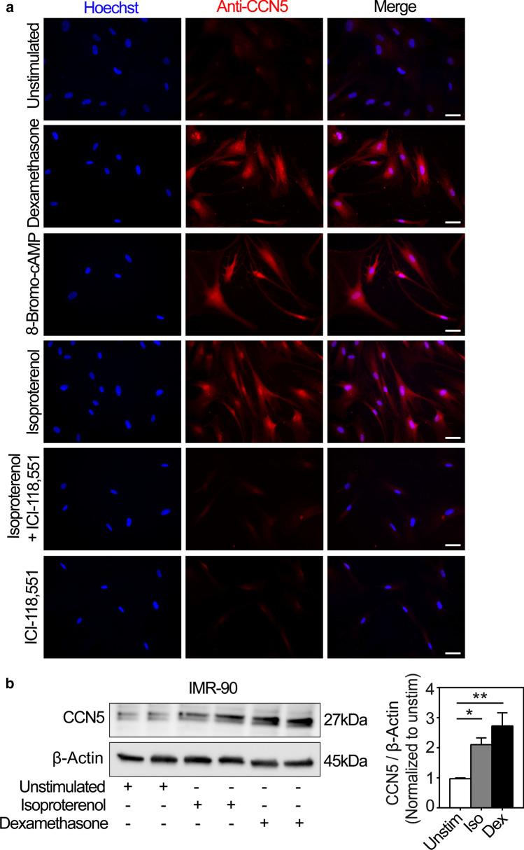 https://cdn.ncbi.nlm.nih.gov/pmc/blobs/1a16/9411331/83f7376eaf25/12079_2021_659_Fig6_HTML.jpg