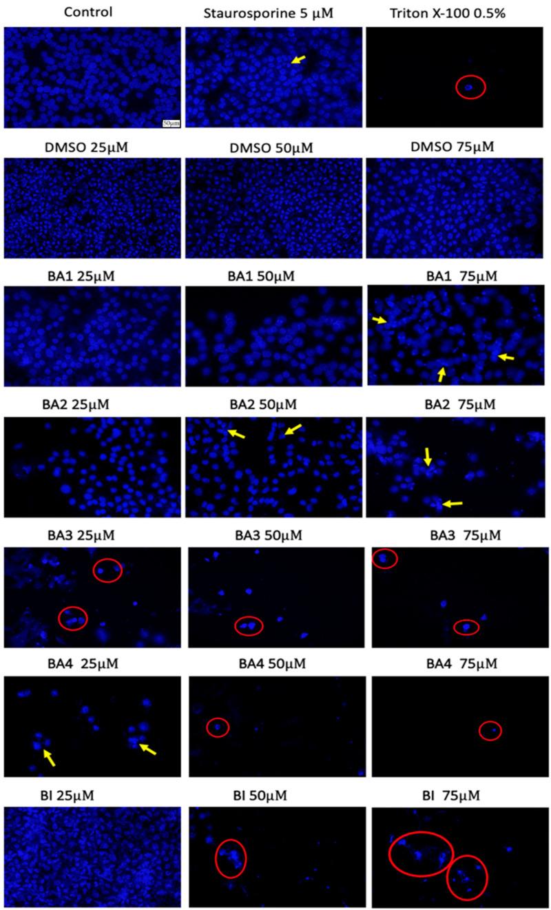 https://cdn.ncbi.nlm.nih.gov/pmc/blobs/1a17/10780819/f8389872ab0a/plants-13-00036-g007.jpg