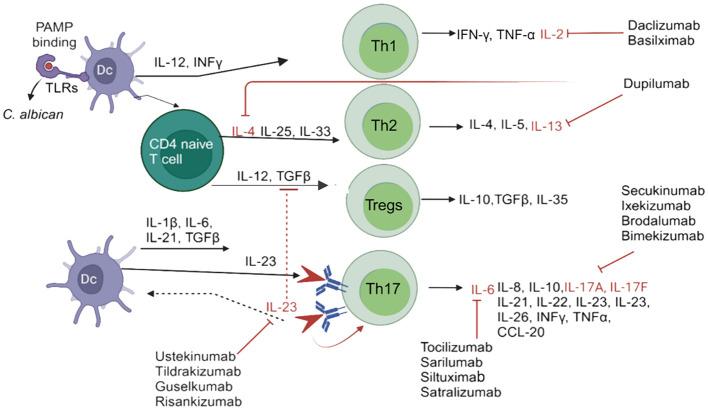 https://cdn.ncbi.nlm.nih.gov/pmc/blobs/1a19/11007146/9e415f8551ff/fimmu-15-1372693-g001.jpg