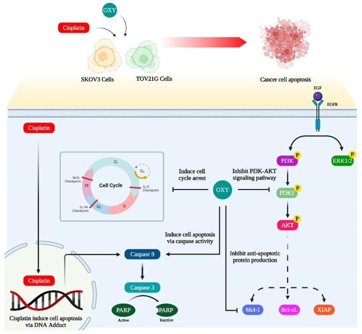 https://cdn.ncbi.nlm.nih.gov/pmc/blobs/1a19/11430010/dde8faab18b9/biomolecules-14-01140-g008.jpg