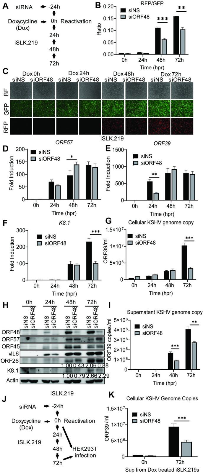 https://cdn.ncbi.nlm.nih.gov/pmc/blobs/1a1c/11379392/5f3b48b6cade/ppat.1012081.g001.jpg
