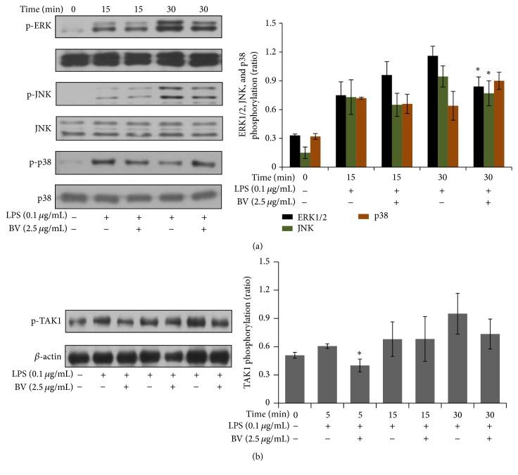 https://cdn.ncbi.nlm.nih.gov/pmc/blobs/1a1c/4987476/2f3dfc30aa03/ECAM2016-3704764.006.jpg