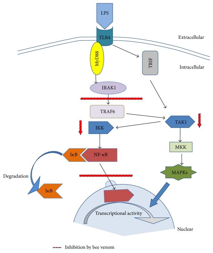 https://cdn.ncbi.nlm.nih.gov/pmc/blobs/1a1c/4987476/9a900851c54a/ECAM2016-3704764.008.jpg