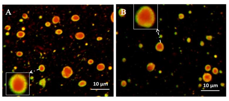 https://cdn.ncbi.nlm.nih.gov/pmc/blobs/1a1d/8004820/61b5a7023b98/molecules-26-01809-g006.jpg