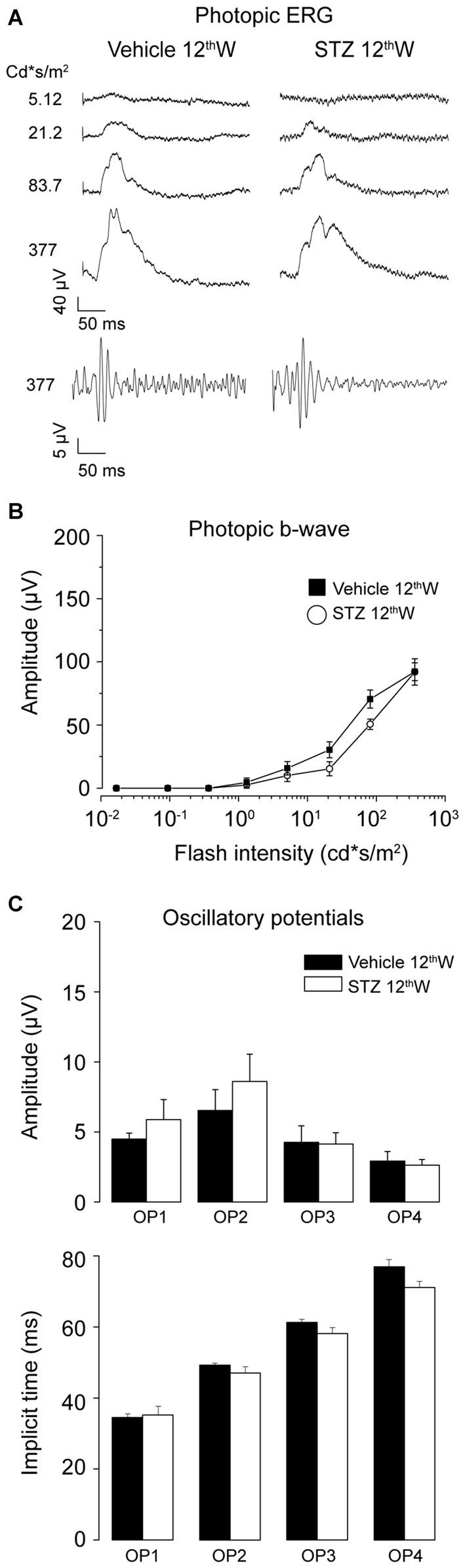 https://cdn.ncbi.nlm.nih.gov/pmc/blobs/1a1e/4759287/6f952a6d2265/fncel-10-00042-g0002.jpg