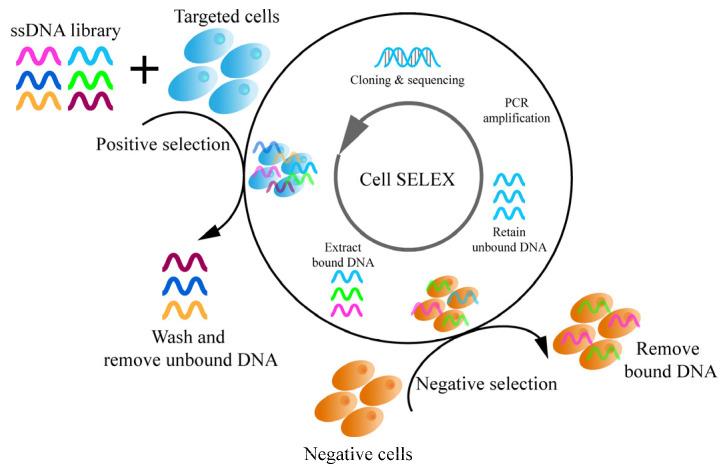 https://cdn.ncbi.nlm.nih.gov/pmc/blobs/1a1e/9781707/e13790884d4e/pharmaceutics-14-02561-g003.jpg