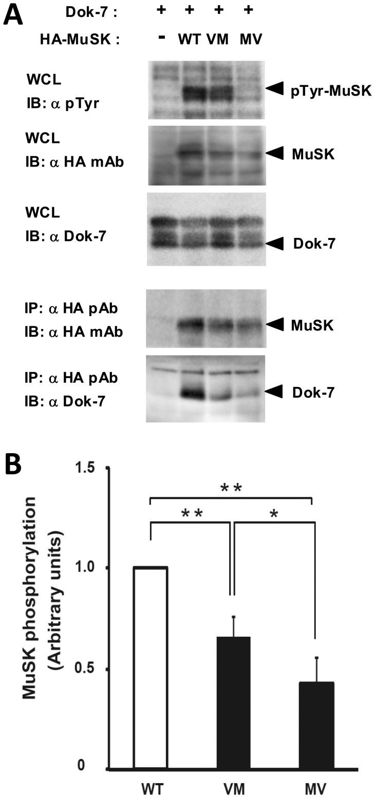 https://cdn.ncbi.nlm.nih.gov/pmc/blobs/1a1f/3541344/7846773a4e32/pone.0053826.g010.jpg