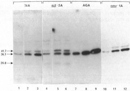 https://cdn.ncbi.nlm.nih.gov/pmc/blobs/1a22/213979/dd9db5b1c970/jbacter00202-0191-a.jpg