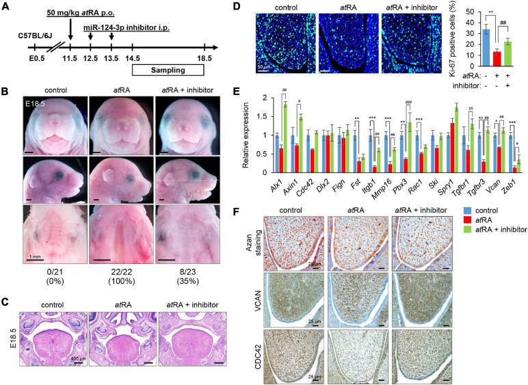 https://cdn.ncbi.nlm.nih.gov/pmc/blobs/1a23/8219963/73dd4f45cd93/fcell-09-621045-g006.jpg
