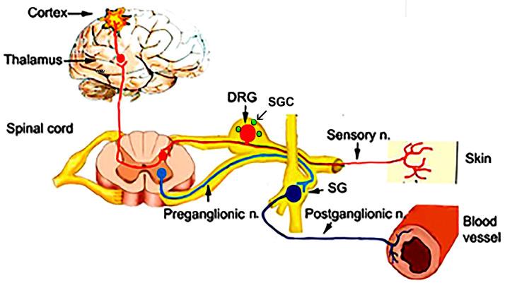 https://cdn.ncbi.nlm.nih.gov/pmc/blobs/1a2d/11941599/f1d1515ee475/cells-14-00462-g001.jpg
