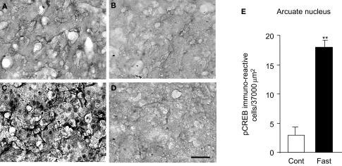 https://cdn.ncbi.nlm.nih.gov/pmc/blobs/1a36/2697005/b5ac2dd6baf4/fnsys-03-005-g001.jpg
