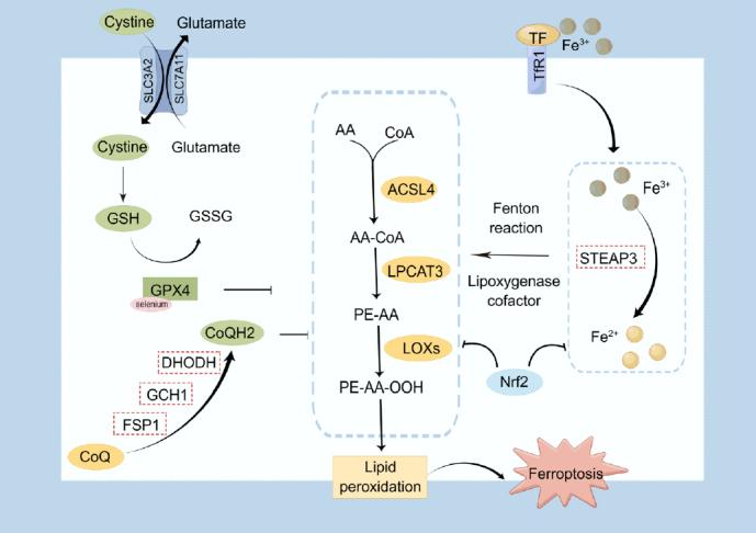 https://cdn.ncbi.nlm.nih.gov/pmc/blobs/1a37/10956731/15ab4af1cef7/j_jtim-2023-0137_fig_002.jpg