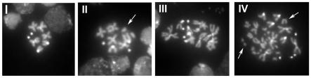 https://cdn.ncbi.nlm.nih.gov/pmc/blobs/1a37/2781718/ed4f0fc5b5a6/pone.0008168.g002.jpg
