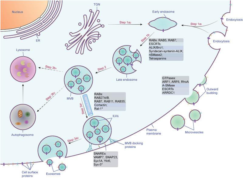 https://cdn.ncbi.nlm.nih.gov/pmc/blobs/1a39/7788585/1d0dfa3986cd/ADVS-8-2003505-g001.jpg