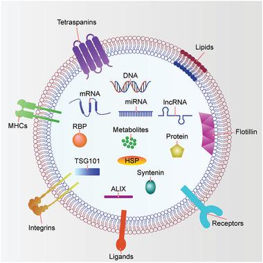 https://cdn.ncbi.nlm.nih.gov/pmc/blobs/1a39/7788585/37a96477ac77/ADVS-8-2003505-g004.jpg