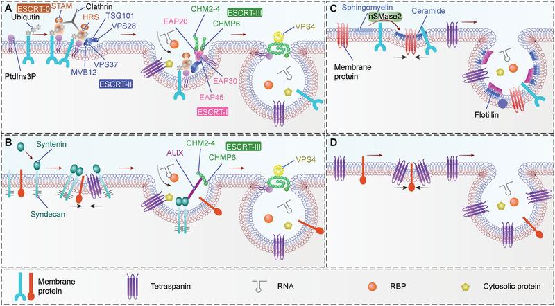 https://cdn.ncbi.nlm.nih.gov/pmc/blobs/1a39/7788585/7610ea26ee63/ADVS-8-2003505-g002.jpg