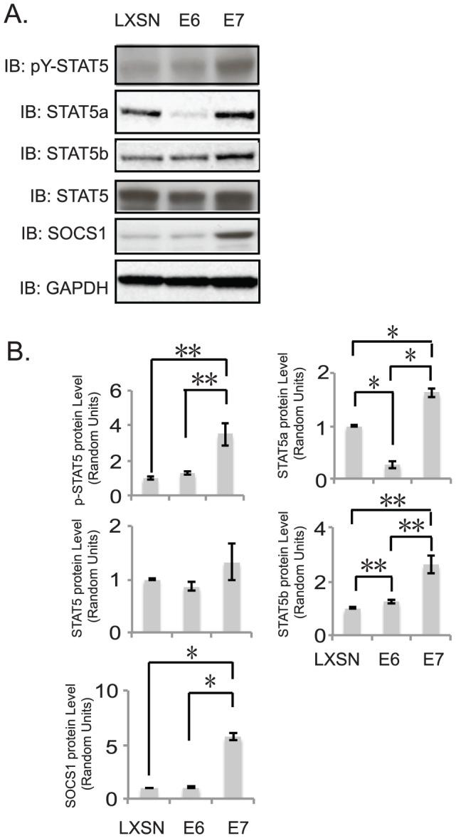 https://cdn.ncbi.nlm.nih.gov/pmc/blobs/1a3b/3616964/3129e06934d0/ppat.1003295.g006.jpg