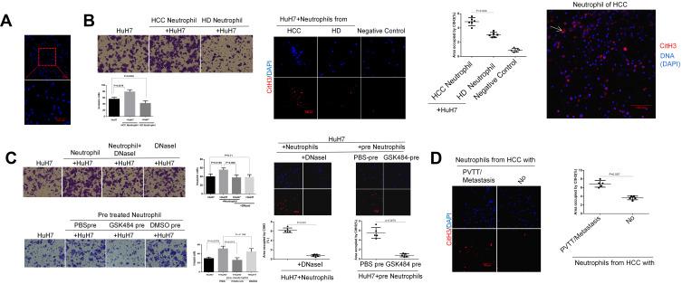 https://cdn.ncbi.nlm.nih.gov/pmc/blobs/1a3b/8144903/1634dc24d6c6/JHC-8-451-g0002.jpg